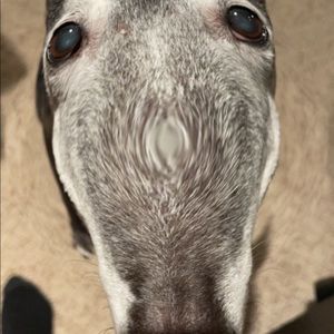 Meet your Posher, Phoenix